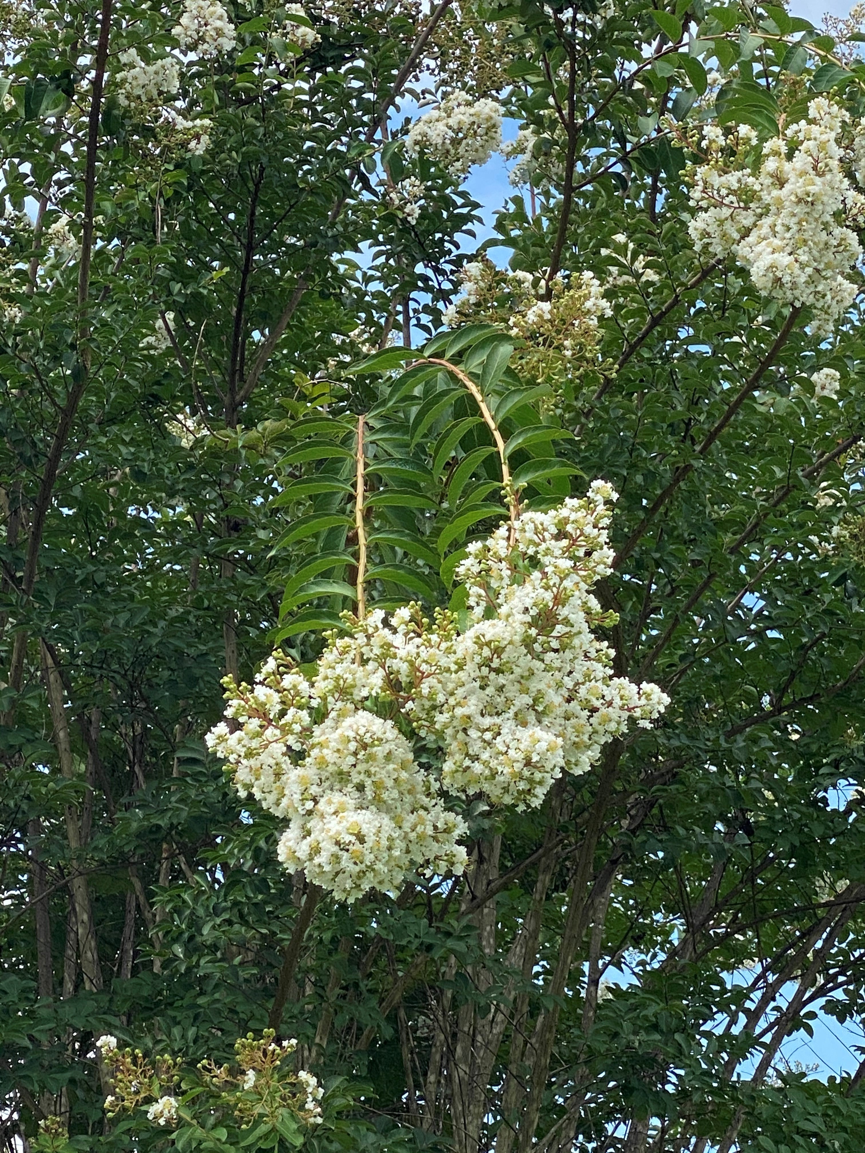 Crape Myrtle Photo
